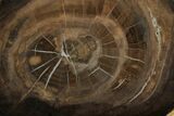Polished Petrified Wood Round - McDermitt, Oregon #184932-1